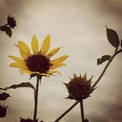 Dawn Smith-Pfeifer's photo