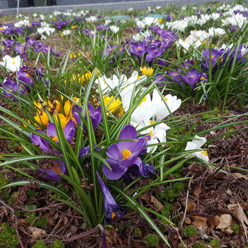 Spring Flowers