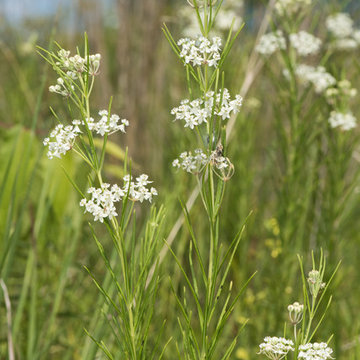 Asclepias verticillata