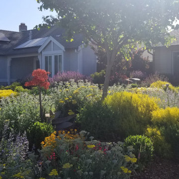 Lawn Replacement-Low Maintenance Landscape