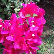 Cathy-Ann Cowie's photo