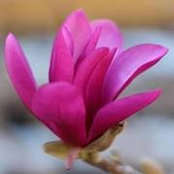 Diane Talaber's photo