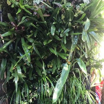 Shade Wall Garden