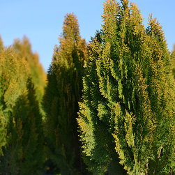 Current Featured Plants - Products