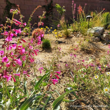 Southwest Design with Desert Native Plants