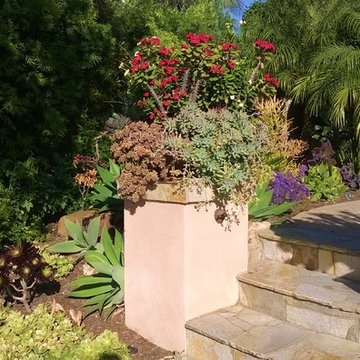 La Costa Oaks Drought-Tolerant