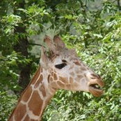 Peggy Kling's photo