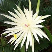 Sue Leinart's photo