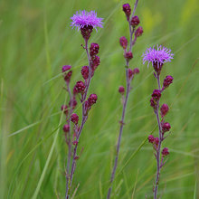 meadow
