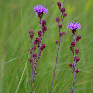 Meadow blazingstar