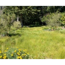 Garden - Wildflower Meadow