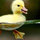 webuser_87955799812