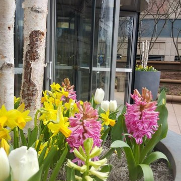 Spring Flowers