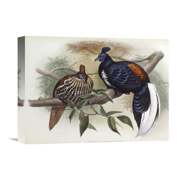 "Vieillot's Fireback" Stretched Canvas Giclee by John Gould, 16"x12"