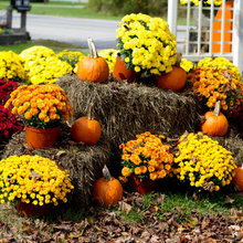 Fall landscaping