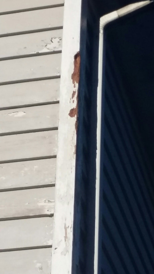 Need help getting rid of a woodpecker