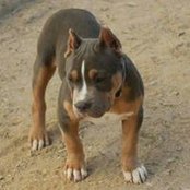 Foto von Puppie Mapena