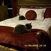 Foto von Cheryl Lewis