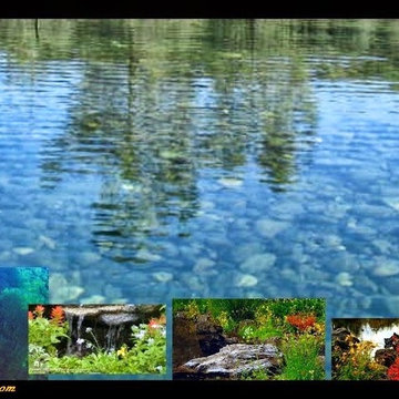 Natural Garden Pond