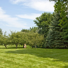 apple orchard