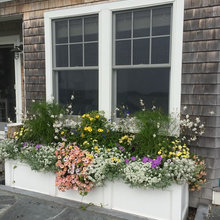 Window Box Plants