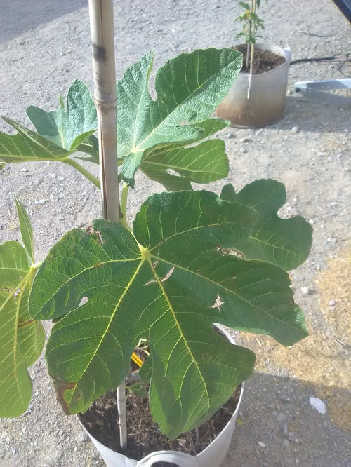 need help with sick fig tree
