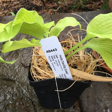 Hosta Garden at The Dilly