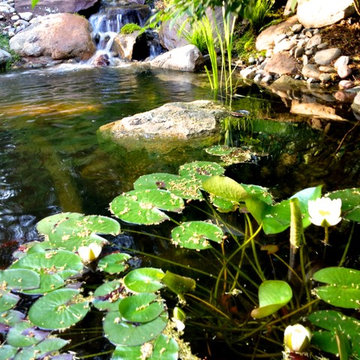 Garden Ponds, Back Yard Ponds, Landscape Ideas, Baltimore County, Maryland (MD)