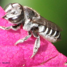 Leaf cutter bee caught in action