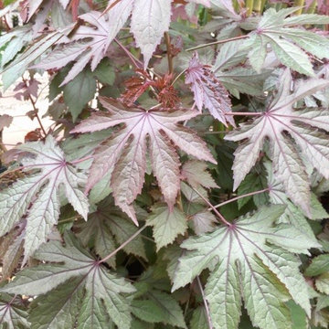 Garden photos
