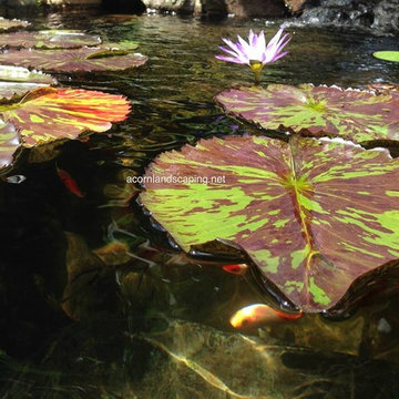 Water (POND) Garden Plants in the Rochester (NY) Area-Information & Advice
