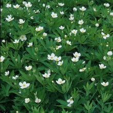 Michigan Native Plants, Shrubs & Trees