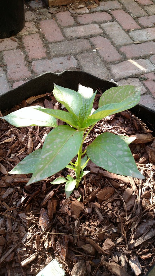 weird gray spots on pepper plant?