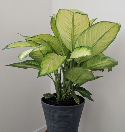 Dieffenbachia leaf edges brown and ripped