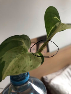 buy philodendron scandens uk Philodendron Scandens 'Micans'