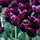 houzzideas2012