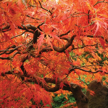 Japanese Maples | Selection | Care