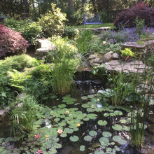 Back Garden
