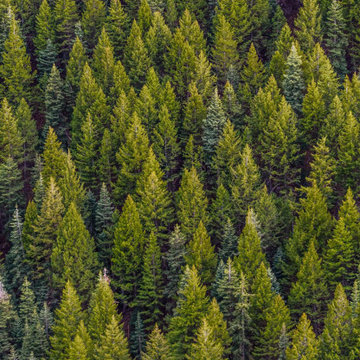 The Best Way To Care For Evergreens