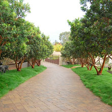 Trees