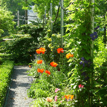 Rose Trellis