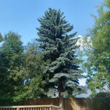 Spruce Tree Removal