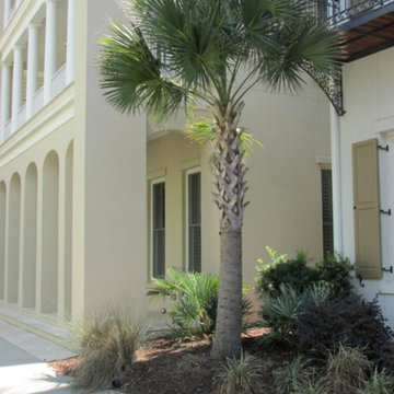 Palm Tree Gallery