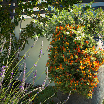 Mediterranean Pot - Front Yard