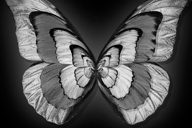 Butterfly Art Series