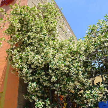 Southwestern Plants