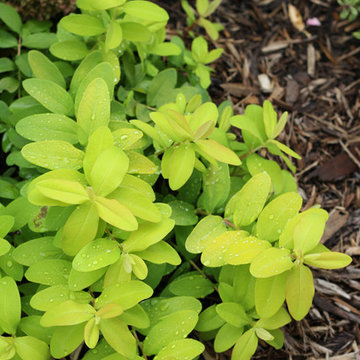 Golden Rule™ St. John's-Wort (Hypericum)