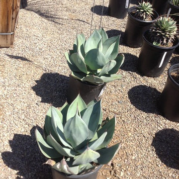 Plants