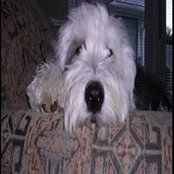 Foto von Sande Lee