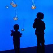Avi Mednick's photo